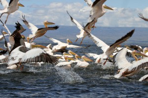 Pelican take-off