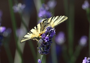 European Swallowtail