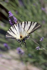 European Swallowtail 