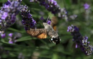 Hummingbird Hawk Moth