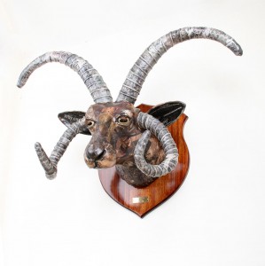 Manx Ram