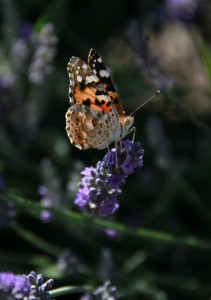 Painted Lady