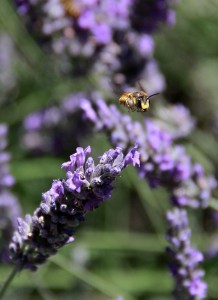 Wasp in flight