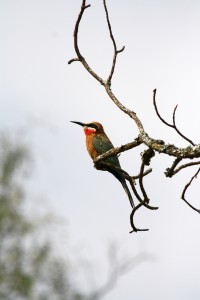 Bee Eater