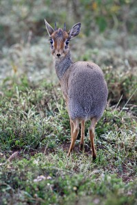 Kirk's Dik Dik