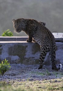 drinking leopard