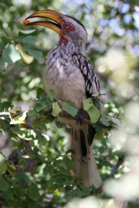 hornbill