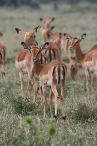 Impala