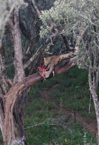 leopard eating warthog