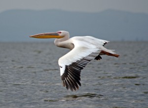 Pelican