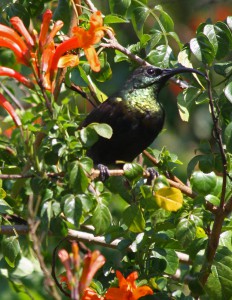 Bronzy Sunbird