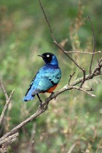 Superb Starling