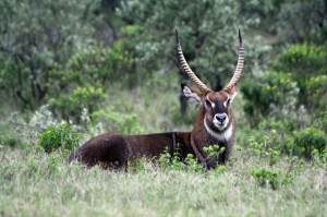 Waterbuck