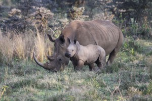 White Rhino & Calf