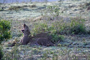 Yawning Leopard